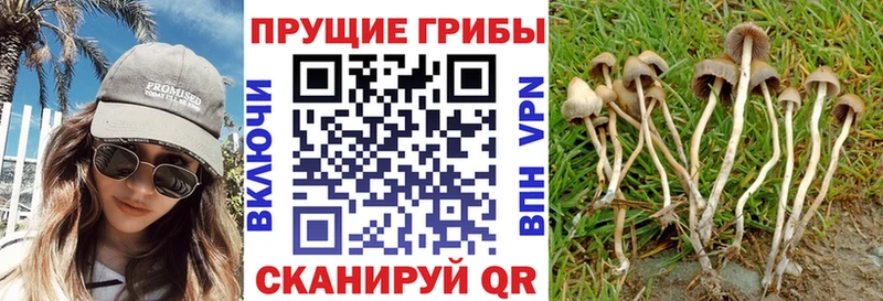 продажа наркотиков  Покровск  Псилоцибиновые грибы Cubensis 